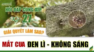 Mắt Cua Đen Lì - Không Sáng - Giải Quyết Làm Sao? | An Thịnh Phát
