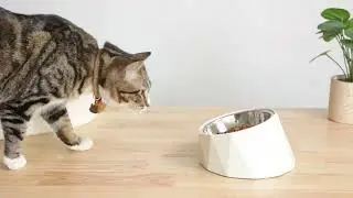 Melamine Pet Food Scoop, Sturdy Construction to Handle Dry and Wet Food. #cat #dog