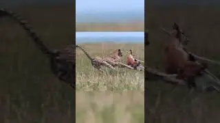 Cheetah vs Speed 😱 | Fastest Animal on Earth | Amazing Facts #shorts