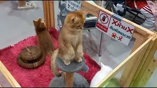 Cute kitten found its vantage point to explore the world