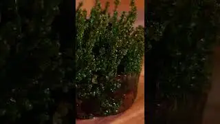 #aquascapedesign #aquascaping #natureaquarium #aquarium #dennerle #dennerleplants