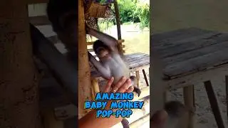 AMAZING BABY MONKEY #monkey #amazing #shorts #subscribe