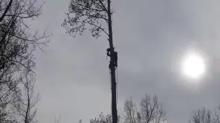 Экстримал высотник-лесоруб! Extreme climber, lumberjack!