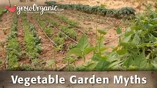 Vegetable Garden Myths