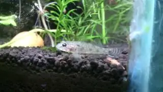 Fresh water goby