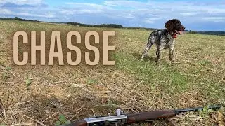 🐦 CHASSE PIGEONS ET FAISANS 🐦