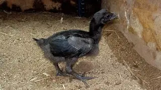 Pure Peruvian Black Knight 40 Days chicks..