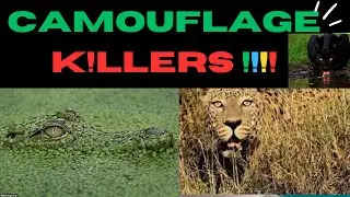 Tiger Vs Black Panther in PHANGS OF BL00D WARR #wildanimals #wildlife #animals #cat #blackpanther