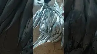 From Gwadar Fish Market