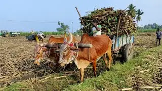 Indian Young Bullock Cart Fully Loading Sugarcane | New Young Bullock Video