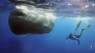 War of the Whales