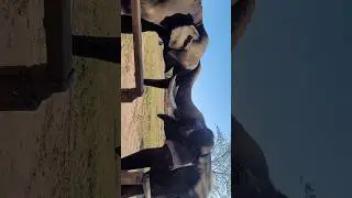 Kanjan & Manikya Elephants Playing Friendly at Dubare Elephant Camp. #elephant #dubareelephantcamp