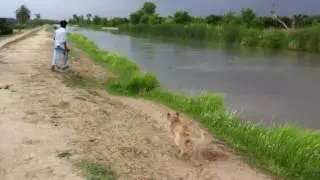 Dog swimming