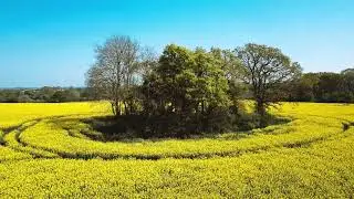 Rapeseed Field - Drone Footage | DJI Mavic | 4K