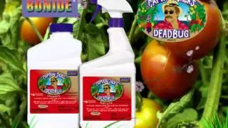 Captain Jack's Dead Bug Brew by Bonide