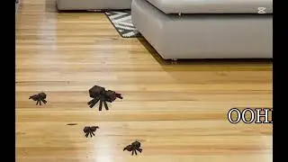 Oh gAwD a SPIDERRRRRRR.