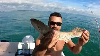 Lesser-spotted Dogfish (LSD)