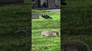 Canada_life 🍁                            #shortvideo#youtubeshorts#catbiral#canadiancity#montrealqc