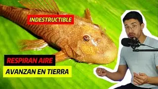SILURIFORMES: PECES QUE TREPAN MUROS , RESPIRAN AIRE Y COMEN MADERA