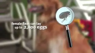 Banfield Pet Hospital - Parasites and Your Pets