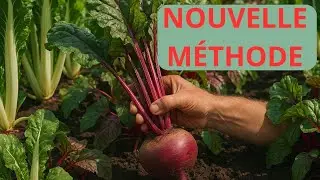 Comment Planter des Blettes et Betteraves dans Le Potager 🌱 | Nouvelle M&eacute;thode Simple et Efficace