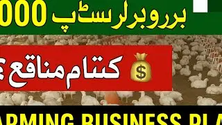 Broiler Chicken Farming in Pakistan|3000 Broiler Farm Business Plan|High Profit Poultry Feasibility