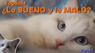 ¿Cuáles son las cosas buenas y malas para tener un Ragdoll? - Parte 1