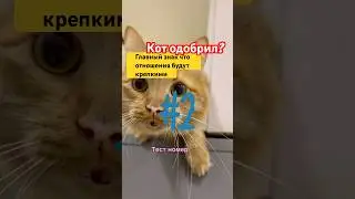 Тест на совместимость от кота. Просто познакомьте их и посмотрите