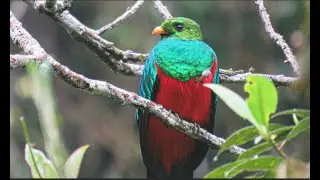 Manu National Park Peru October 2022