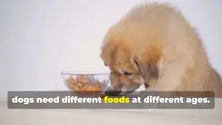 Dog Feeding Tips 🐕🍽️ | Food Puzzles, Meal Prep & Seasonal Nutrition Tips for a Healthy Dog!