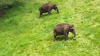 Munnar wildlife animals