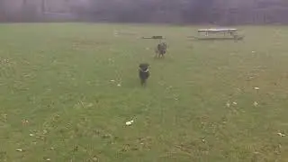 Deputy Head Boy CAVAPOO Gus & GSD Terrorist Tinkerbell.@DogtrainersUK