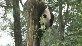 Panda Summer Camp in Chengdu (15 July 2011)