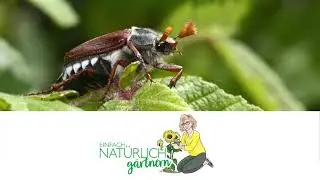Engerlinge im Garten - was tun?