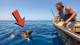 FISHERMAN SEES A GERMAN SHEPHERD SWIMMING 100 MILES FROM SHORE &mdash; THEN REALIZES SHE WASN&rsquo;T ALONE