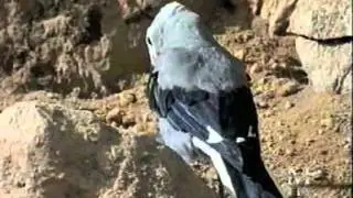 animal mind memoria ghiandaia