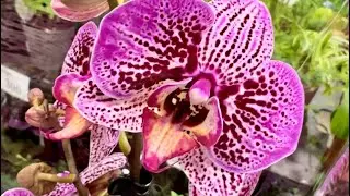 💙💛Розкішні ОРХІДЕЇ🤩#phalaenopsis з назвами💚 МОРЕ КРАСИ в Exotic Flora на Клеманській