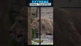 Rescued Lion Ivan Asen Takes First Steps at Sanctuary and Marks His Territory #shorts #lionrescue