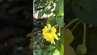 First blooms in April zone 8A #garden #plants #gardening #flower