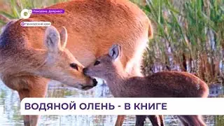 Корейский водяной олень попал в Приморье и Красную книгу