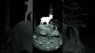 Mystery Duo in the Night Forest 🤔