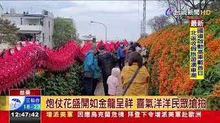 銅鑼炮仗花紅紅火火! 如鞭炮炸開超級旺