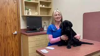 How to Celebrate Your Dog's Birthday