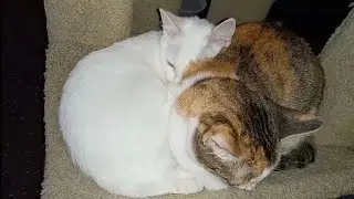 Sibling Cats Slumber In Tree