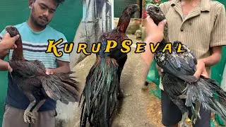 KURUPSEVAL l FARM Z-BLACK ASEEL ( 1 )