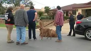 RAW VIDEO: Llama caught after running away in southwest Bakersfield