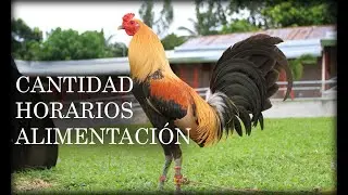 Porciones y horario de alimentación