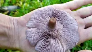 Buscando Setas | Setas De Fr&iacute;o❄🍃 [Lepistas, Boletus, champi&ntilde;ones, Setas de chopo]