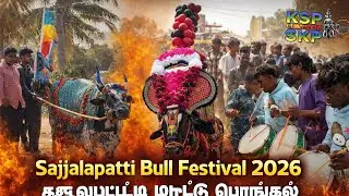 Sajjalapatti Bull festival ( சஜ்ஜலபட்டி) #jallukattu #2026 #bull #rayakottai #pongal 