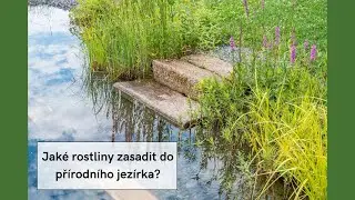 🌿 Jak&eacute; rostliny patř&iacute; do př&iacute;rodn&iacute;ho jez&iacute;rka?